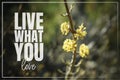 Live what you love. Yellow mountain flower in forest Royalty Free Stock Photo