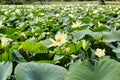 A bed of American Lotus, Yellow Lotus, Nelumbo lutea on Lake Manawa, Council Bluffs, Iowa