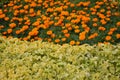 A bed of beautiful orange marigolds Royalty Free Stock Photo
