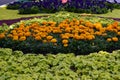 A bed of beautiful yellow marigolds Royalty Free Stock Photo
