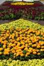 A bed of beautiful yellow marigolds Royalty Free Stock Photo