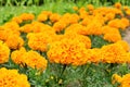 A bed of beautiful yellow marigolds Royalty Free Stock Photo