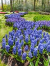 Bed of blue hyacinths