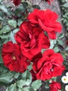 in a bed of bright red magnificently blooming rose bush