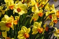 Bed of bright yellow daffofils in the spring sun