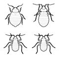 Bed Bug Animal Vector Illustration Hand Drawn Cartoon Art