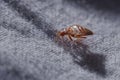 Bed bug Cimex lectularius Royalty Free Stock Photo