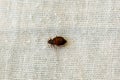 Bed bug, Cimex lectularius, on a bed sheet Royalty Free Stock Photo