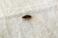 Bed bug, Cimex lectularius, on a bed sheet Royalty Free Stock Photo