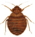 Bed bug Cimex lectularius parasitic insects of the cimicid family feeds on human blood