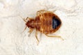 Bed bug Cimex lectularius parasitic insects of the cimicid family feeds on human blood