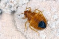 Bed bug Cimex lectularius parasitic insects of the cimicid family feeds on human blood Royalty Free Stock Photo