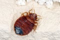 Bed bug Cimex lectularius parasitic insects of the cimicid family feeds on human blood Royalty Free Stock Photo