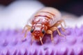 Bed Bug Crawl: Extreme Close-up.