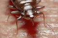 A bed bug Royalty Free Stock Photo