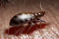 A bed bug Royalty Free Stock Photo