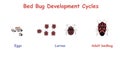 Bed Bug Development Cycles. Education vector illustration. Royalty Free Stock Photo