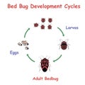 Bed Bug Development round Cycles. Education vector illustration.