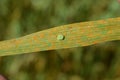 Bed bug eggs on leaf