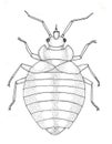 Bed bug. Hand drawn image.