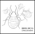 Bed Bug Illustrated Poster