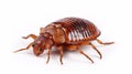 Bed bug isolated on white background. Generative AI Royalty Free Stock Photo