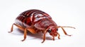Bed bug isolated on white background. Generative AI Royalty Free Stock Photo