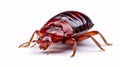 Bed bug isolated on white background. Generative AI Royalty Free Stock Photo