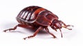 Bed bug isolated on white background. Generative AI Royalty Free Stock Photo