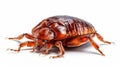 Bed bug isolated on white background. Generative AI Royalty Free Stock Photo