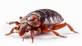 Bed bug isolated on white background. Generative AI Royalty Free Stock Photo