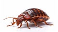 Bed bug isolated on white background. Generative AI Royalty Free Stock Photo