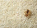 Bed Bug on the upholstery of the sofa.