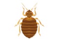 Bed Bug Vector Art Isolated on White Background Royalty Free Stock Photo