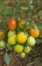 On a bed a bunch of green and red tomatoes growing in the garden Royalty Free Stock Photo