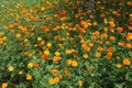 Bed of Buoyant Cosmos Royalty Free Stock Photo