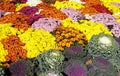 Bed of Chrysanthemums and Kale Royalty Free Stock Photo