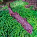 Bed of clovers surround a redwood trunk