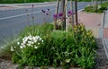 A bed of colorful prairie flowers in an urban environment attractive to insects and butterflies, mulched by gravel. on the corners Royalty Free Stock Photo