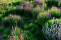 Bed of colorful prairie flowers in an urban environment attractive to insects and butterflies, mulched by gravel. on the corners o Royalty Free Stock Photo