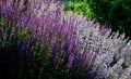 Bed of colorful prairie flowers in an urban environment attractive to insects and butterflies, mulched by gravel. on the corners o Royalty Free Stock Photo