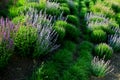 Bed of colorful prairie flowers in an urban environment attractive to insects and butterflies, mulched by gravel. on the corners o Royalty Free Stock Photo