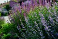 Bed of colorful prairie flowers in an urban environment attractive to insects and butterflies, mulched by gravel. on the corners o Royalty Free Stock Photo