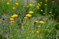 Bed of colorful prairie flowers in an urban environment attractive to insects and butterflies, mulched by gravel. on the corners o Royalty Free Stock Photo