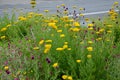 Bed of colorful prairie flowers in an urban environment attractive to insects and butterflies, mulched by gravel. on the corners o Royalty Free Stock Photo