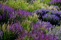 Bed of colorful prairie flowers in an urban environment attractive to insects and butterflies, mulched by gravel. on the corners o Royalty Free Stock Photo