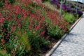 Bed of colorful prairie flowers in an urban environment attractive to insects and butterflies, mulched by gravel. on the corners o Royalty Free Stock Photo