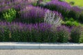 Bed of colorful prairie flowers in an urban environment attractive to insects and butterflies, mulched by gravel. on the corners o Royalty Free Stock Photo