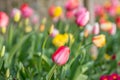 Tulips in Spring Royalty Free Stock Photo