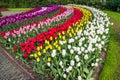 Curving bed of colourful tulips in the Keukenhof Gardens in the Netherlands Royalty Free Stock Photo